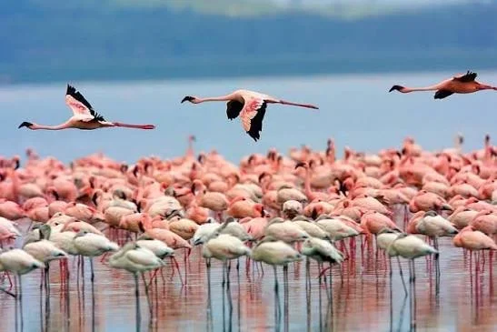Lake Manyara National Park