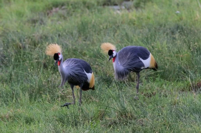 Maasai Mara, Kenya