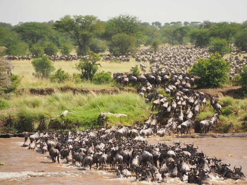 Mara River