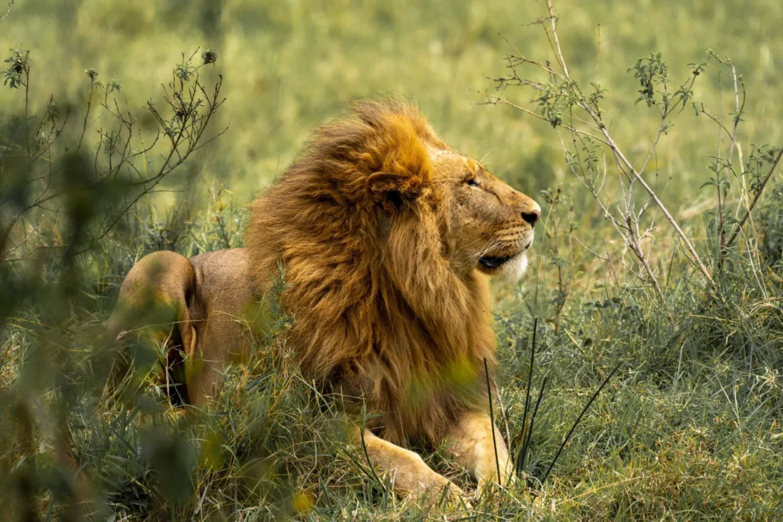 Ngorongoro Crater