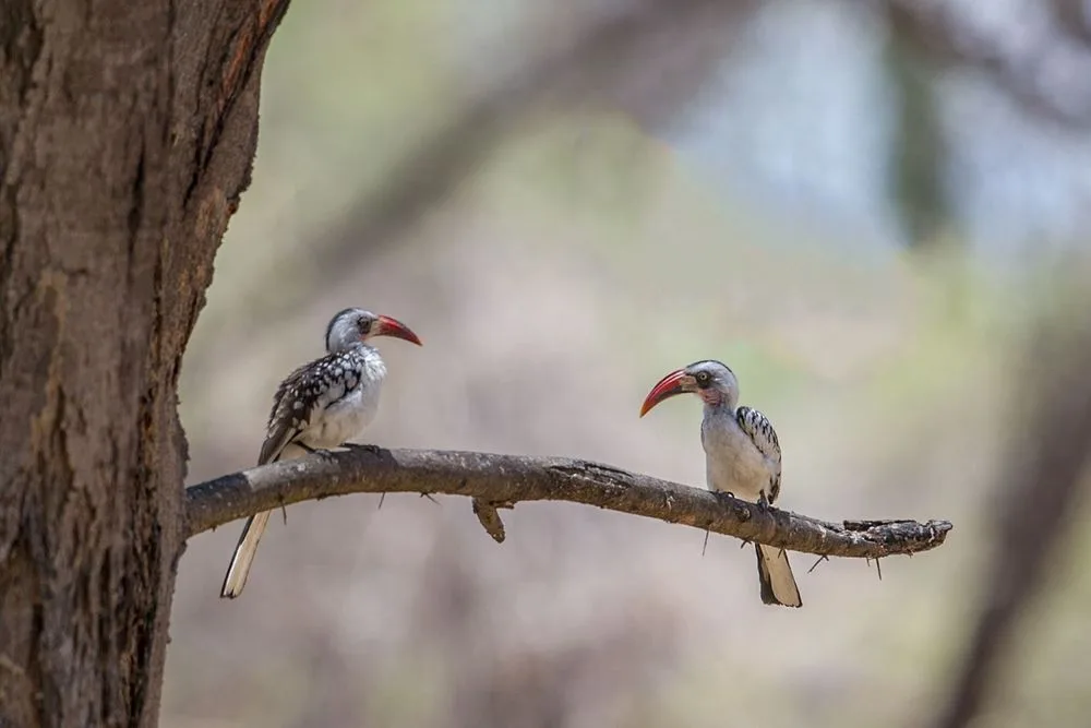 10-Day Ruaha & Nyerere Combined Safari Safari
