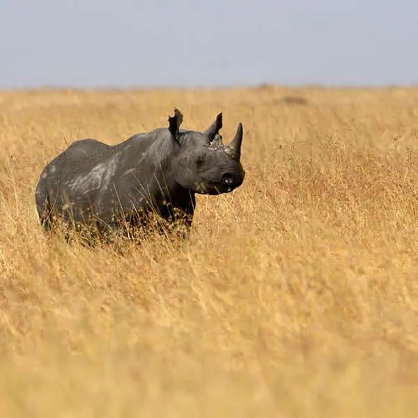 10-Day Serengeti & Kenya Grand Circuit Adventure Safari