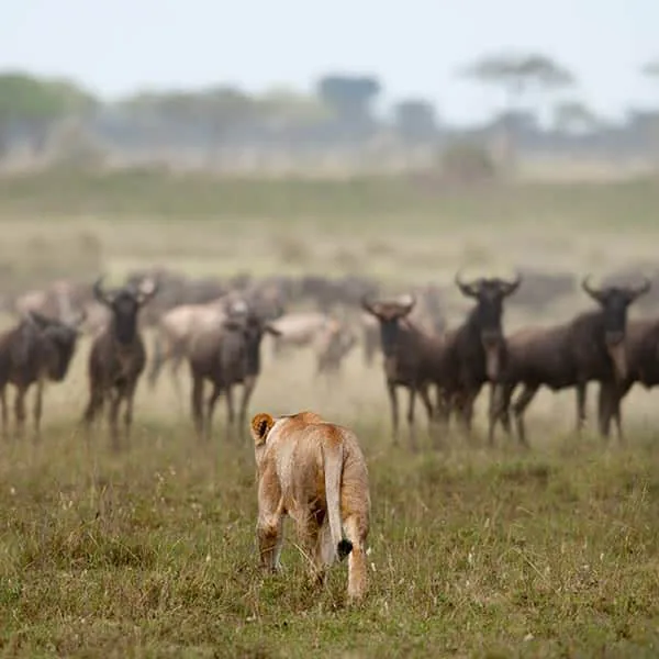 11-Day Full Northern Circuit & Maasai Mara Adventure Safari