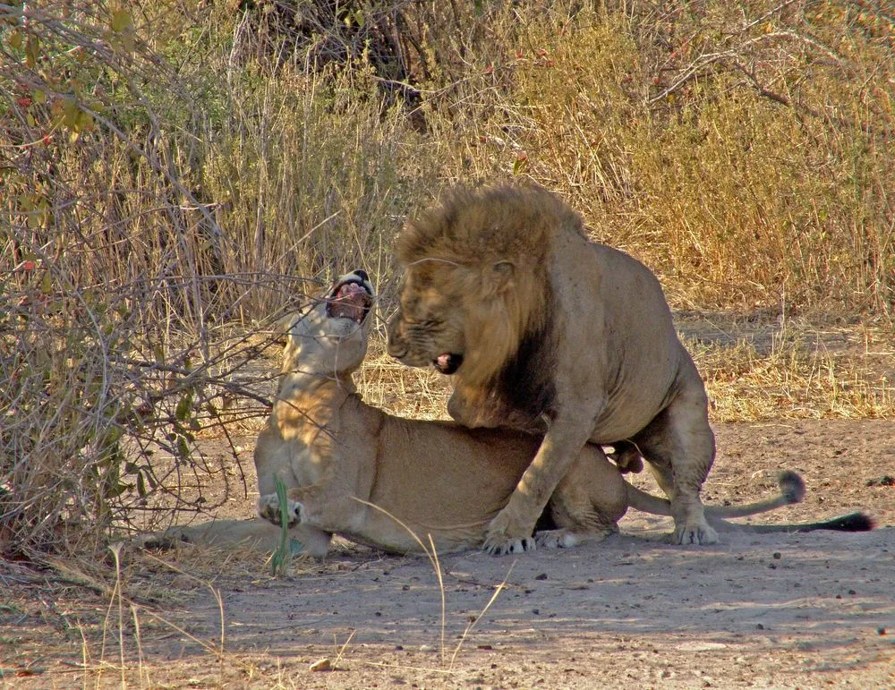 12-Day Grand Southern Circuit: Ruaha, Nyerere & Katavi Safari