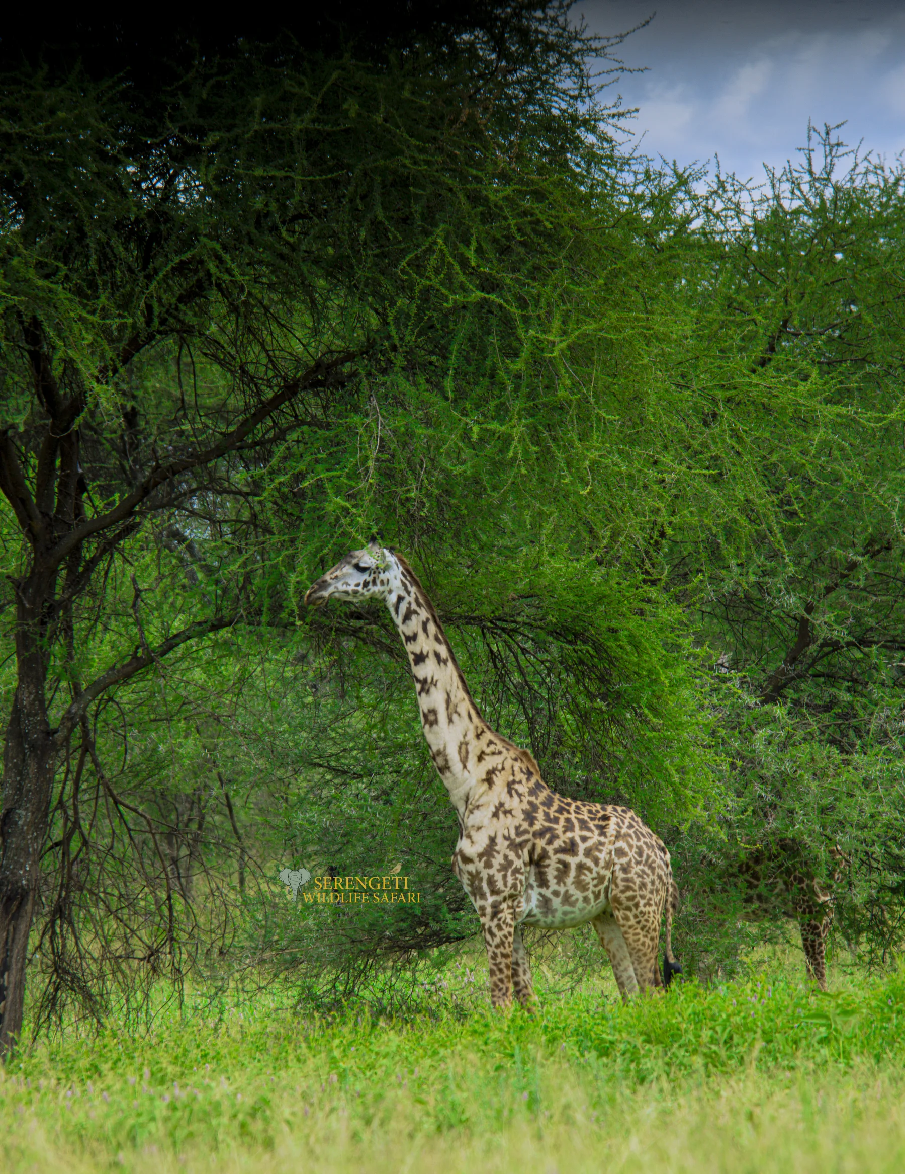 3-Day Group Join-In Safari