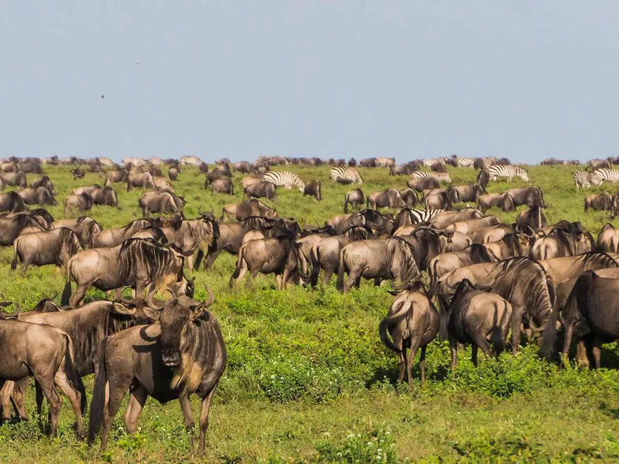 3-Day Serengeti Adventure Safari