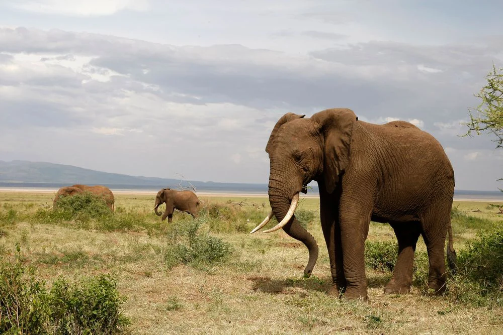 4-Day Group Join-In Safari