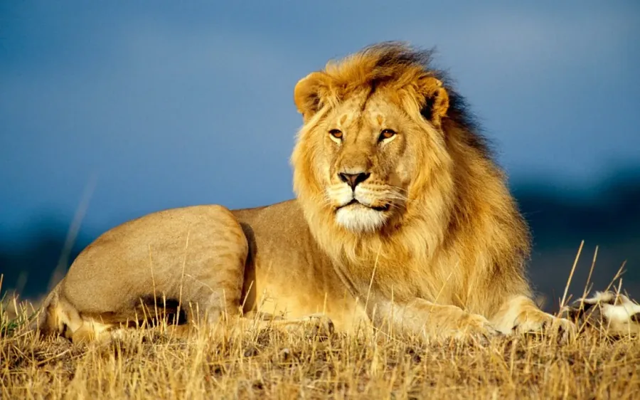 4-Day Serengeti Adventure Safari
