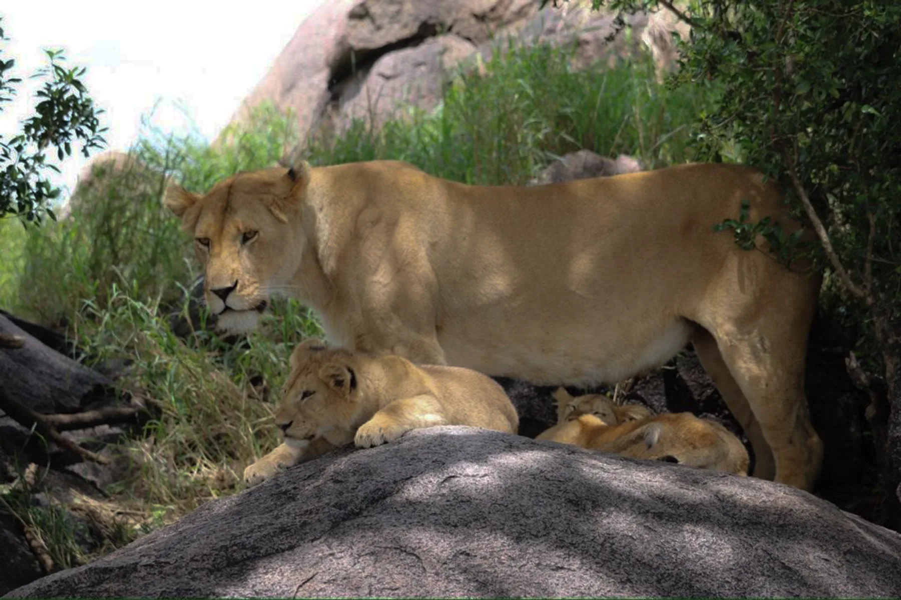 5-Day Group Join-In Safari