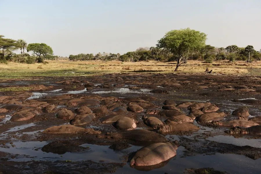 5-Day Serengeti & Ndutu Adventure Safari