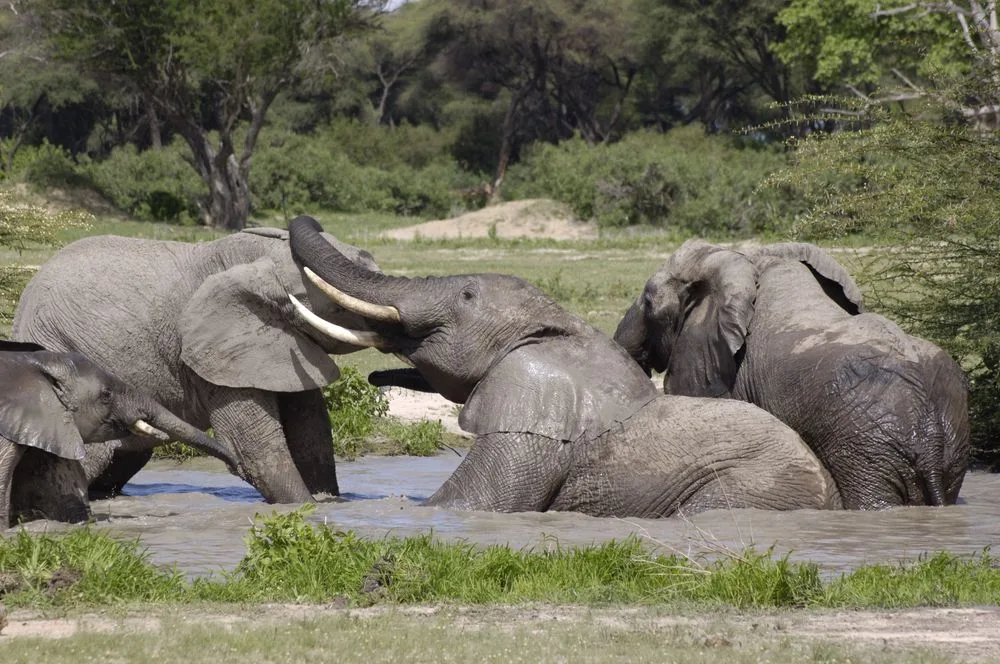 6-Day Ruaha National Park Safari