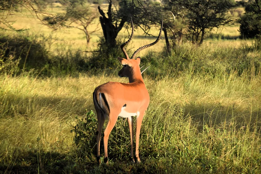 6-Day Serengeti & Ngorongoro Adventure Safari