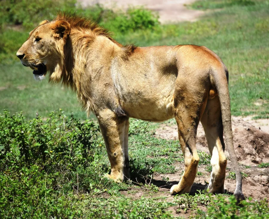 7-Day Northern Circuit Adventure Safari