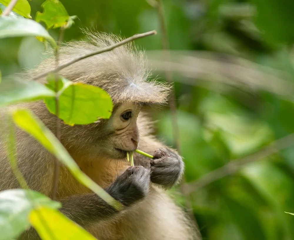 7-Day Nyerere National Park (Selous) Safari