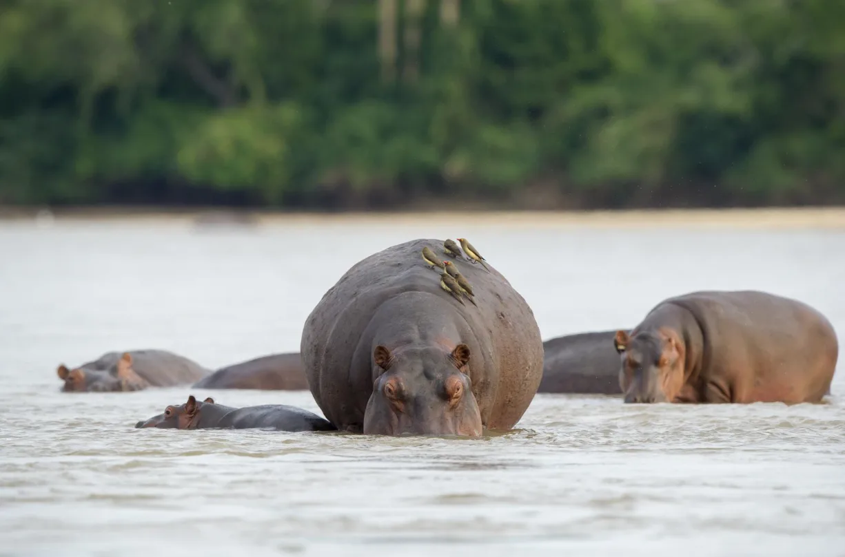 8-Day Nyerere National Park (Selous) Safari
