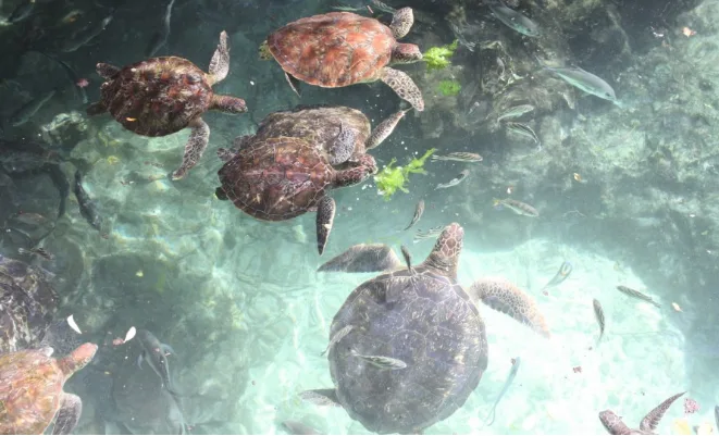 7-Night Nungwi Diving Safari