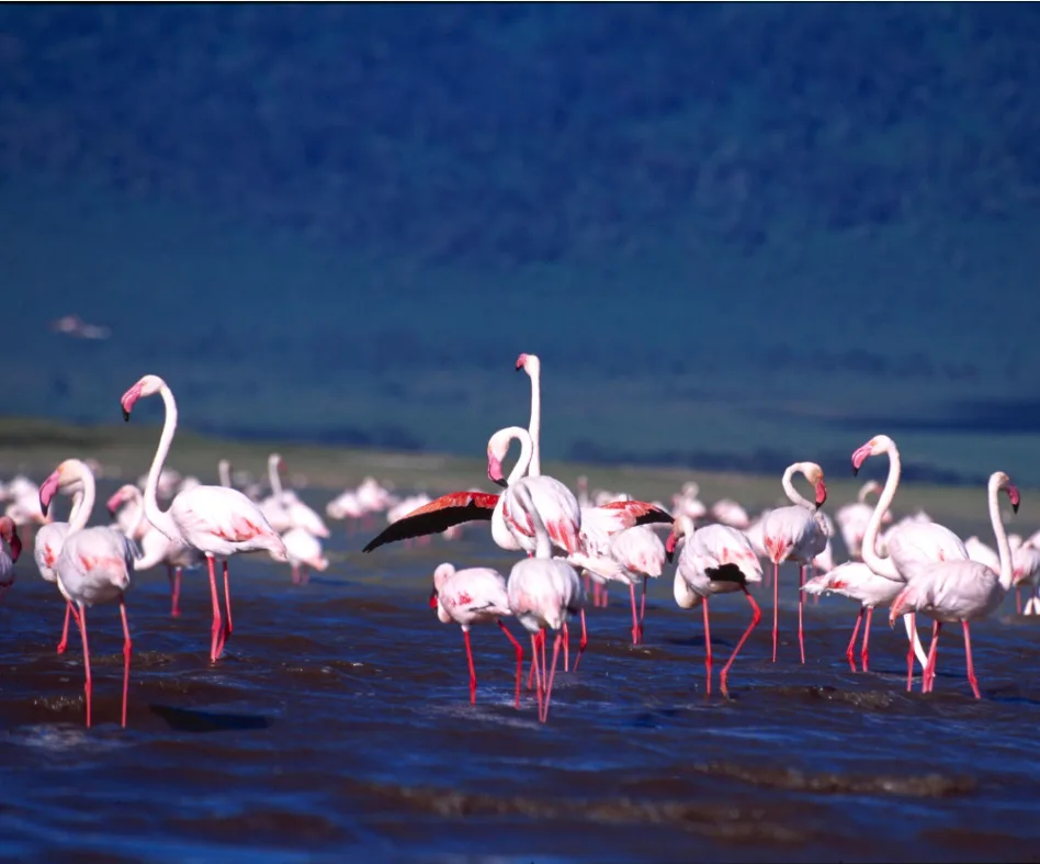 2-Day Lake Manyara & Ngorongoro Quick Safari