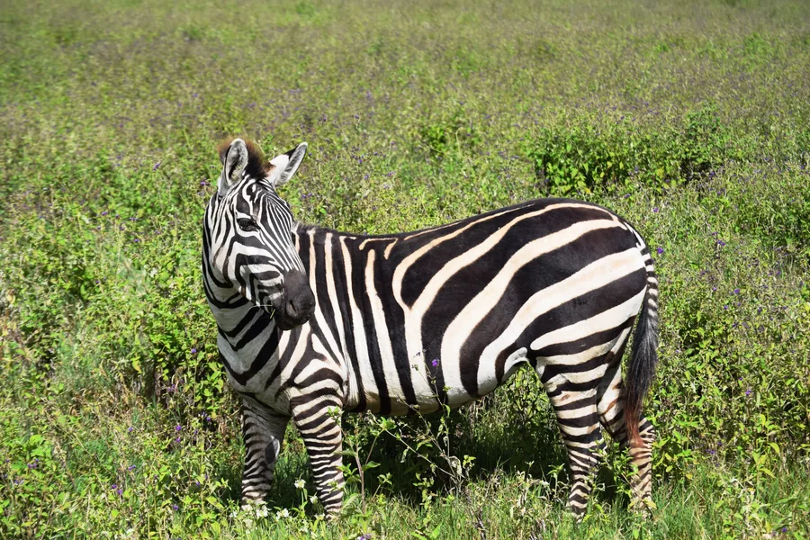 5-Day Serengeti & Ndutu Family Safari