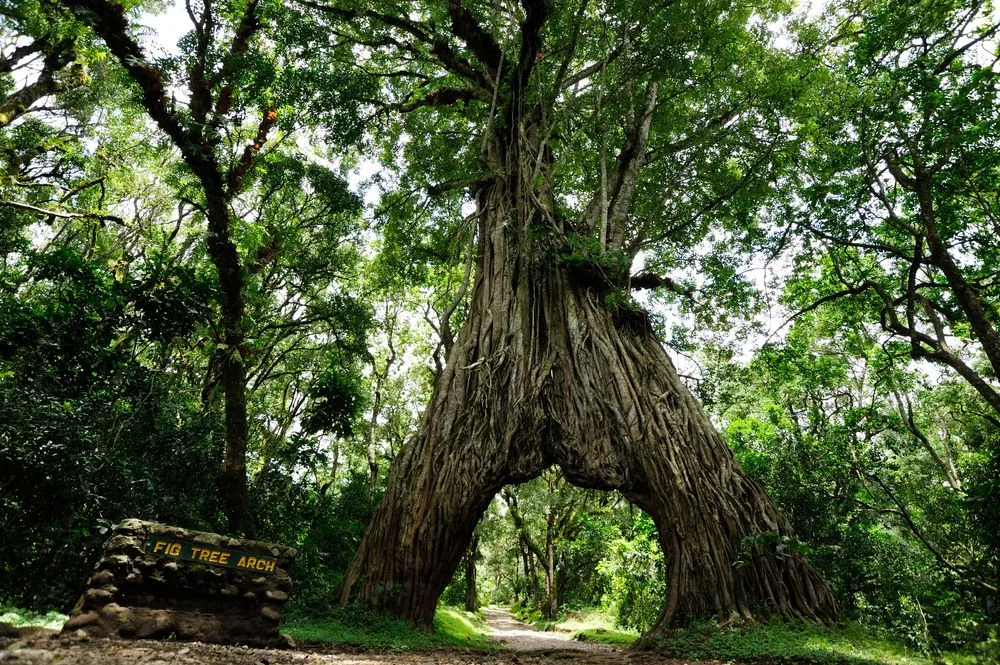 Arusha National Park Day Trip