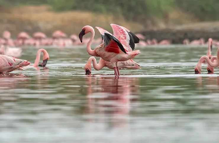 Lake Manyara National Park Day Trip