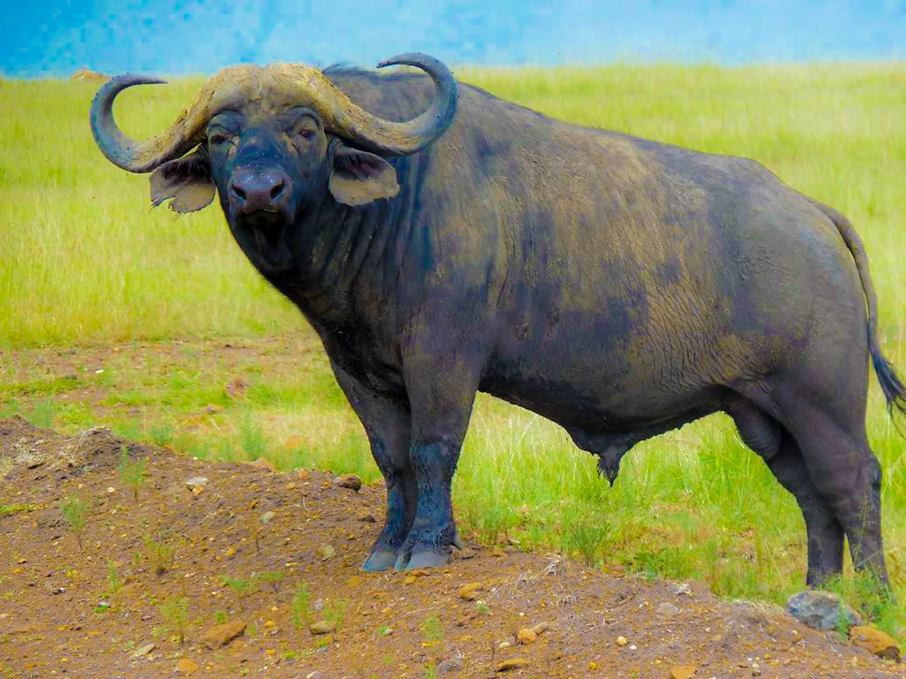 Ngorongoro Crater Day Trip