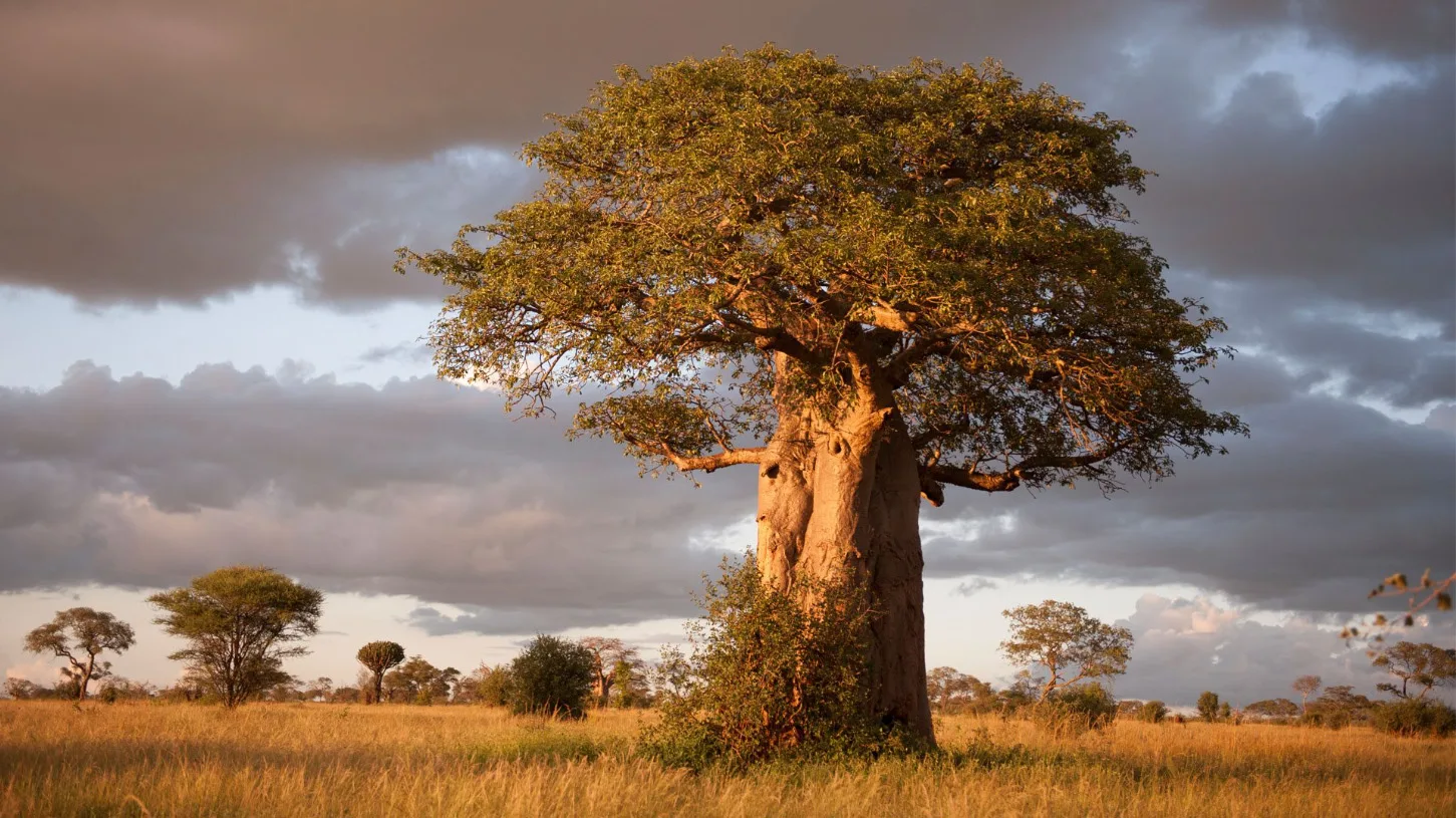 Tarangire National Park Day Trip