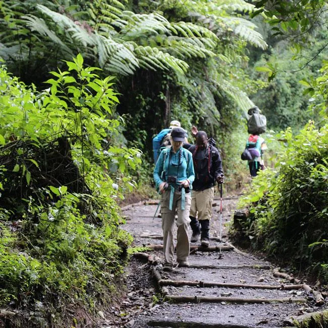 7-Day Lemosho Route Kilimanjaro Climb
