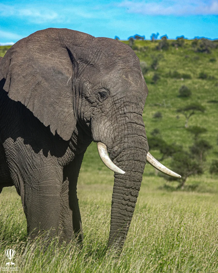 4-Day Serengeti Honeymoon Safari