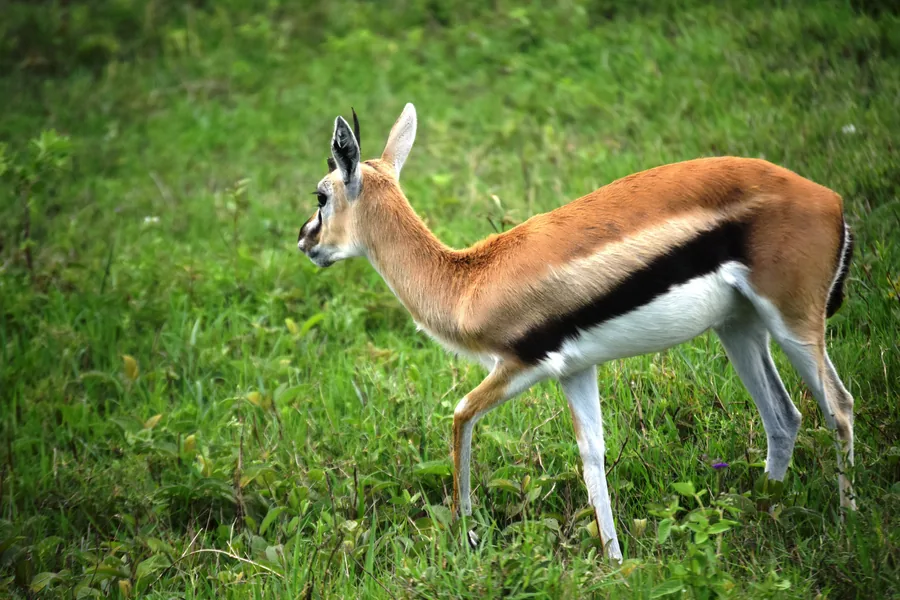 8-Day Northern Circuit Honeymoon Safari