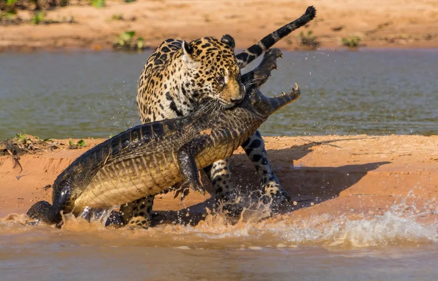 13-Day Grand Multi-Concession Circuit Hunting Safari