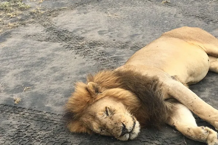 3-Day Loliondo Game Controlled Area Hunting Safari