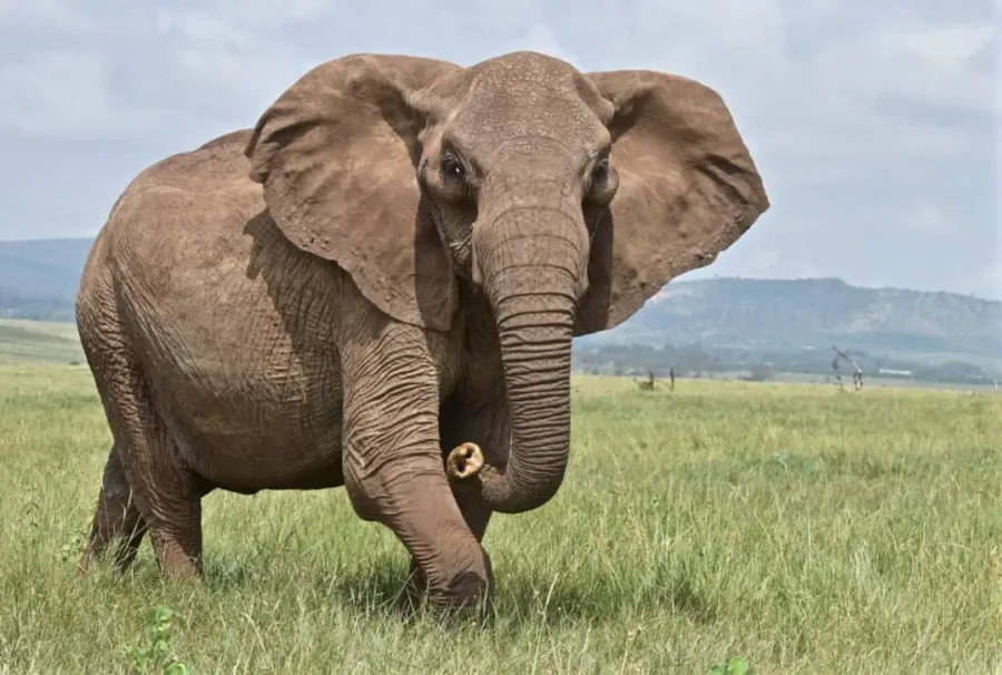 5-Day Maswa Game Reserve Hunting Safari