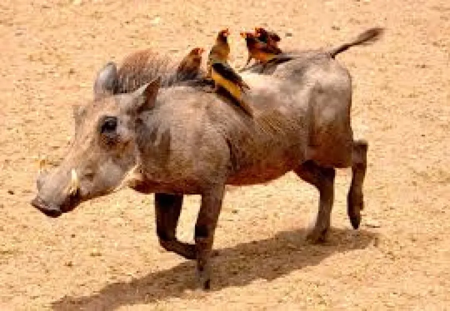 6-Day Maswa & Loliondo Game Reserves Hunting Safari