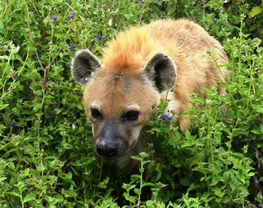 8-Day Northern Circuit Concessions Hunting Safari