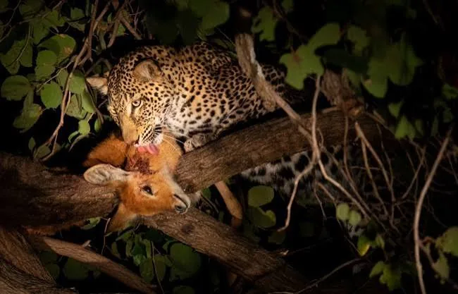 10-Day Serengeti & Kenya Grand Circuit Night Game Drive Safari