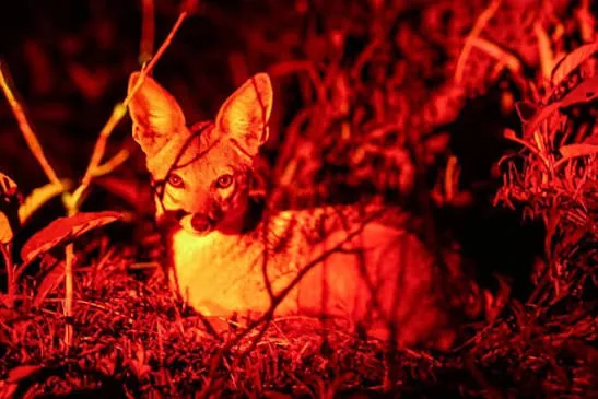 13-Day Grand Northern Circuit & Kenya Extension Night Game Drive Safari
