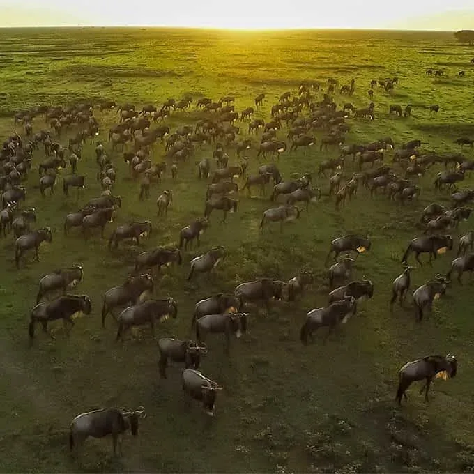 3-Day Serengeti Night Game Drive Safari