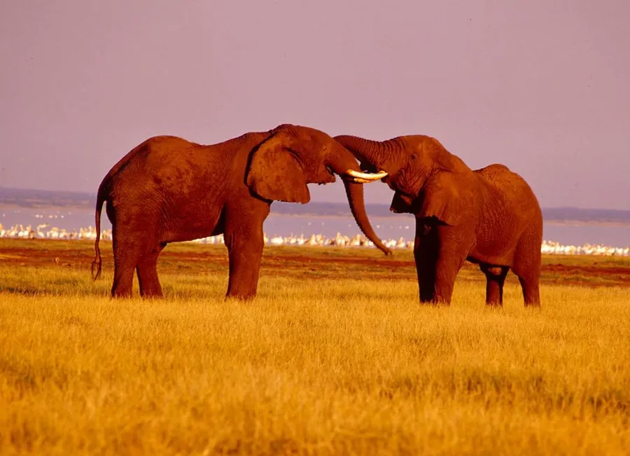 4-Day Serengeti Night Game Drive Safari