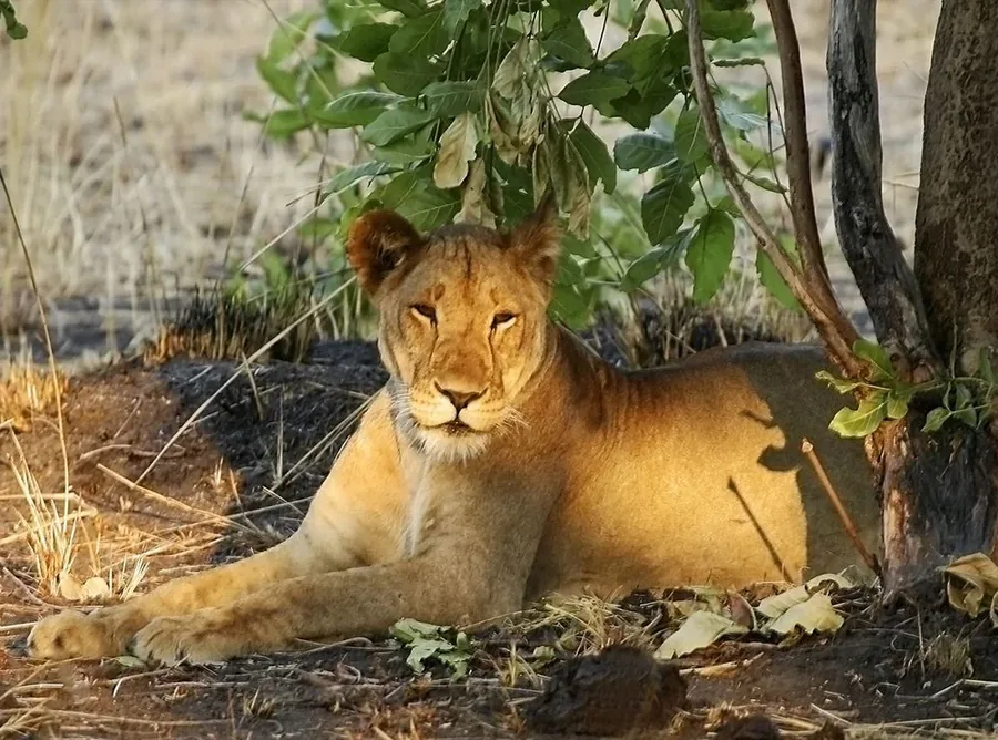 6-Day Serengeti & Ngorongoro Night Game Drive Safari