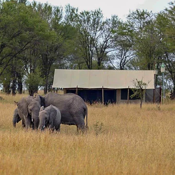 7-Day Northern Circuit Night Game Drive Safari