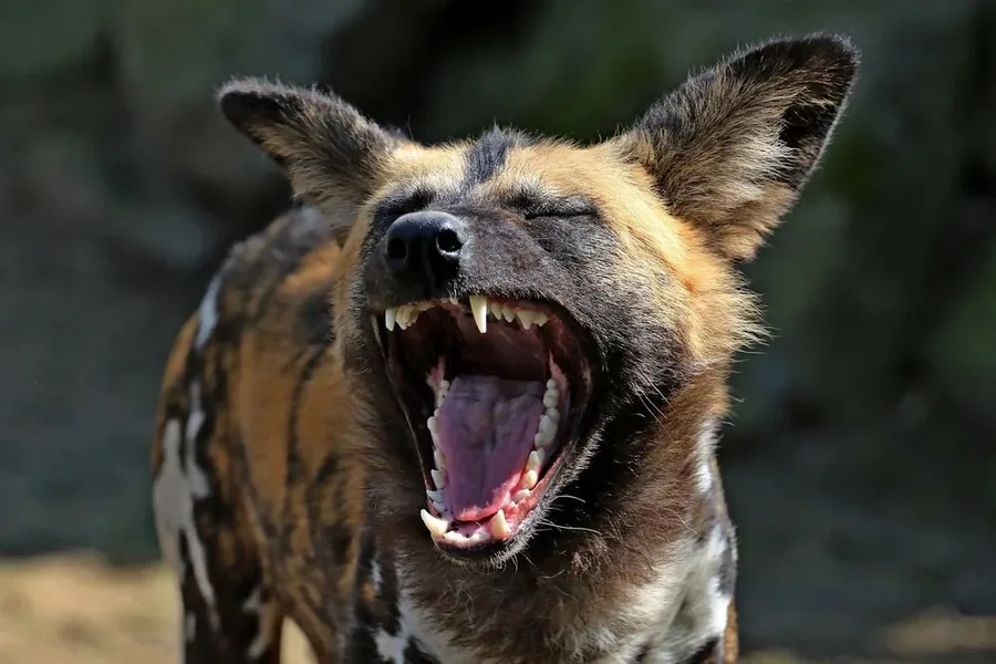 8-Day Northern Circuit Night Game Drive Safari