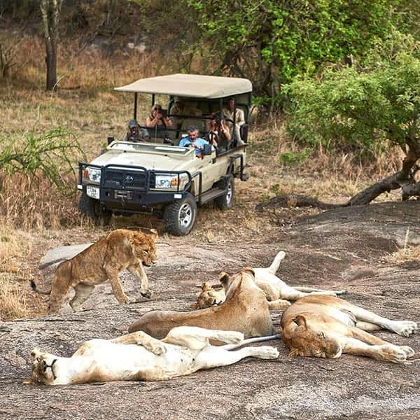 10-Day Serengeti & Kenya Grand Circuit Photographic Safari