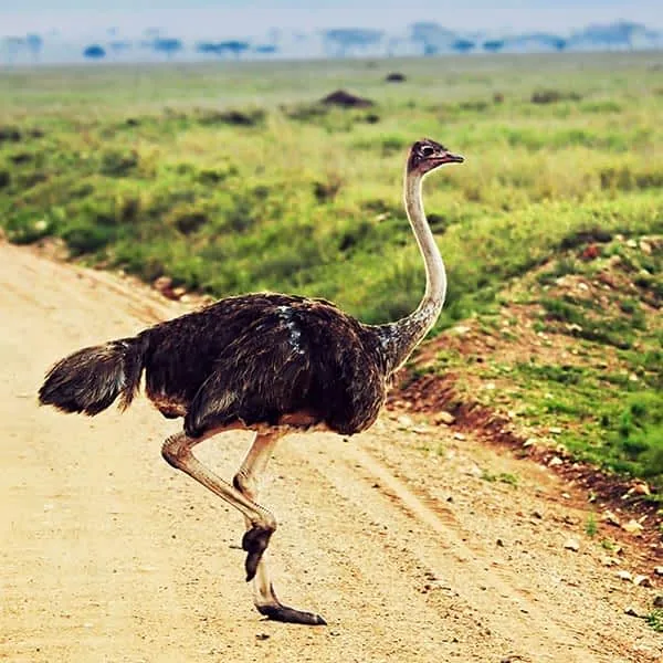 11-Day Full Northern Circuit & Maasai Mara Photographic Safari