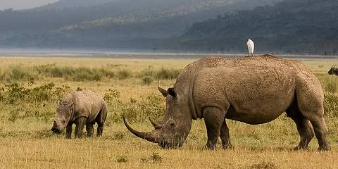 8-Day Big Five Conservation Study Tour