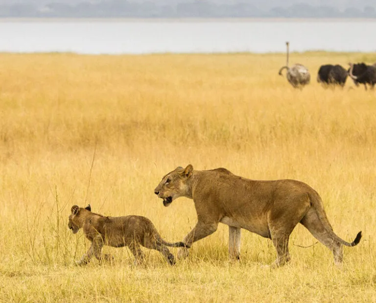 9-Day Great Rift Valley Educational Safari