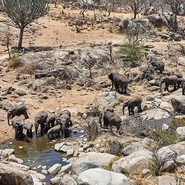 11-Day Full Northern Circuit & Maasai Mara Walking Safari