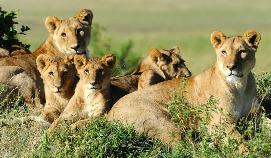 7-Day Northern Circuit Walking Safari