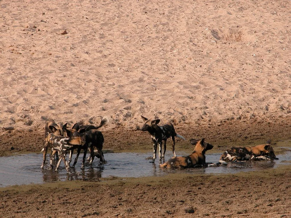 7-Day Ruaha Walking Safari Special Safari