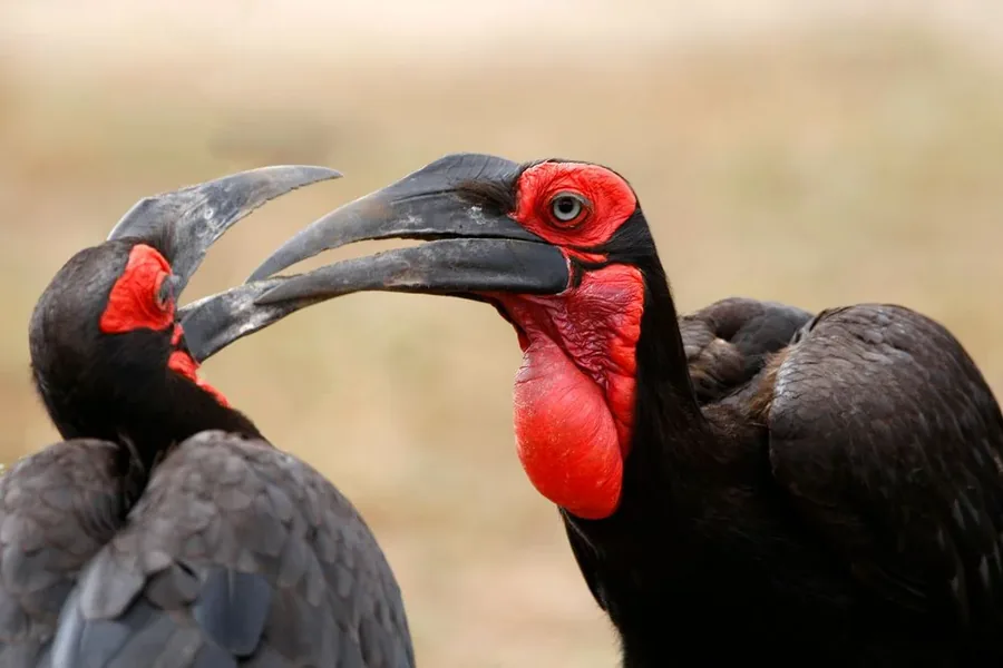 8-Day Northern Circuit Walking Safari